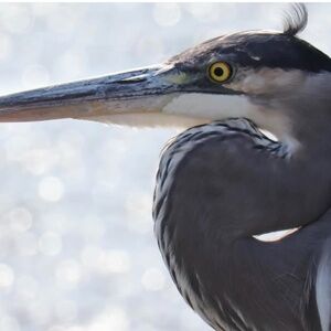 Meet your Posher, Zaneta